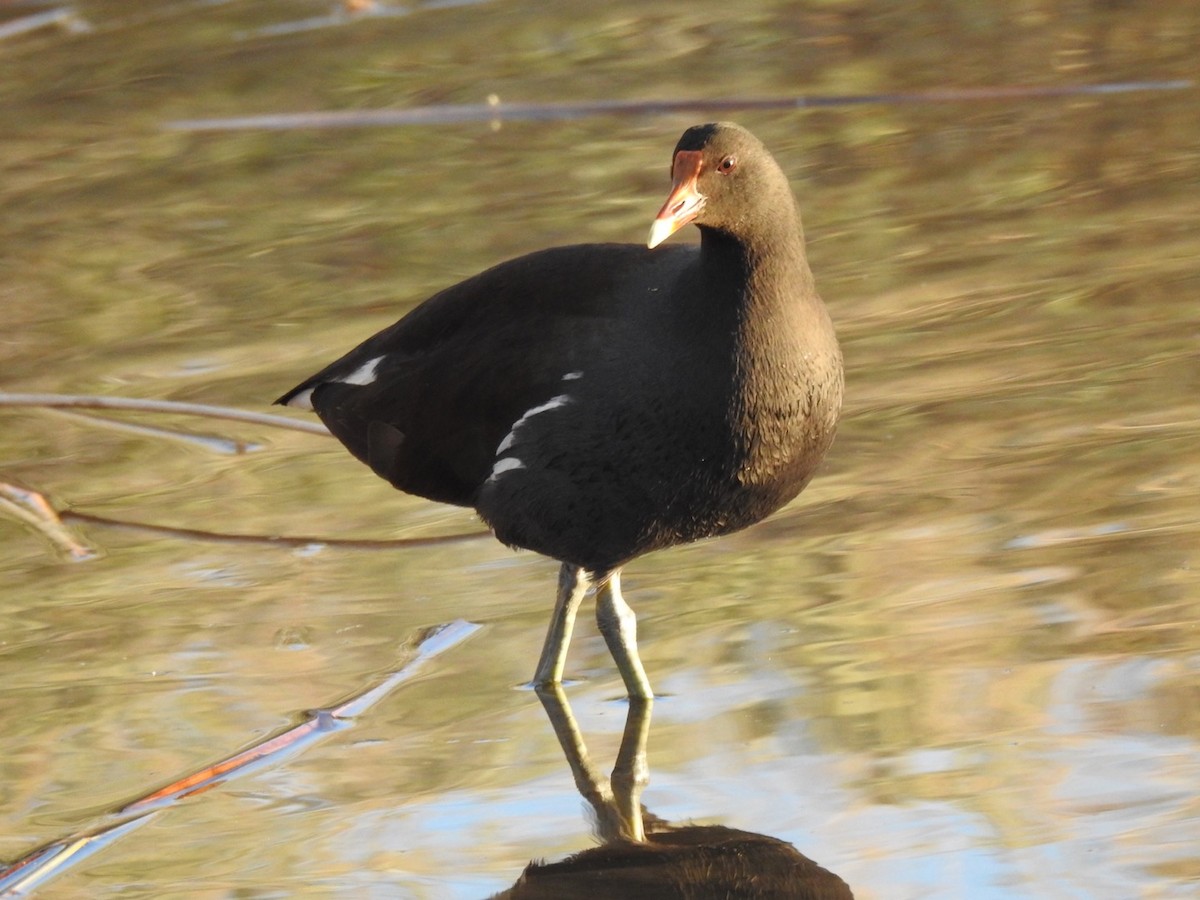 Gallinule d'Amérique - ML407725731