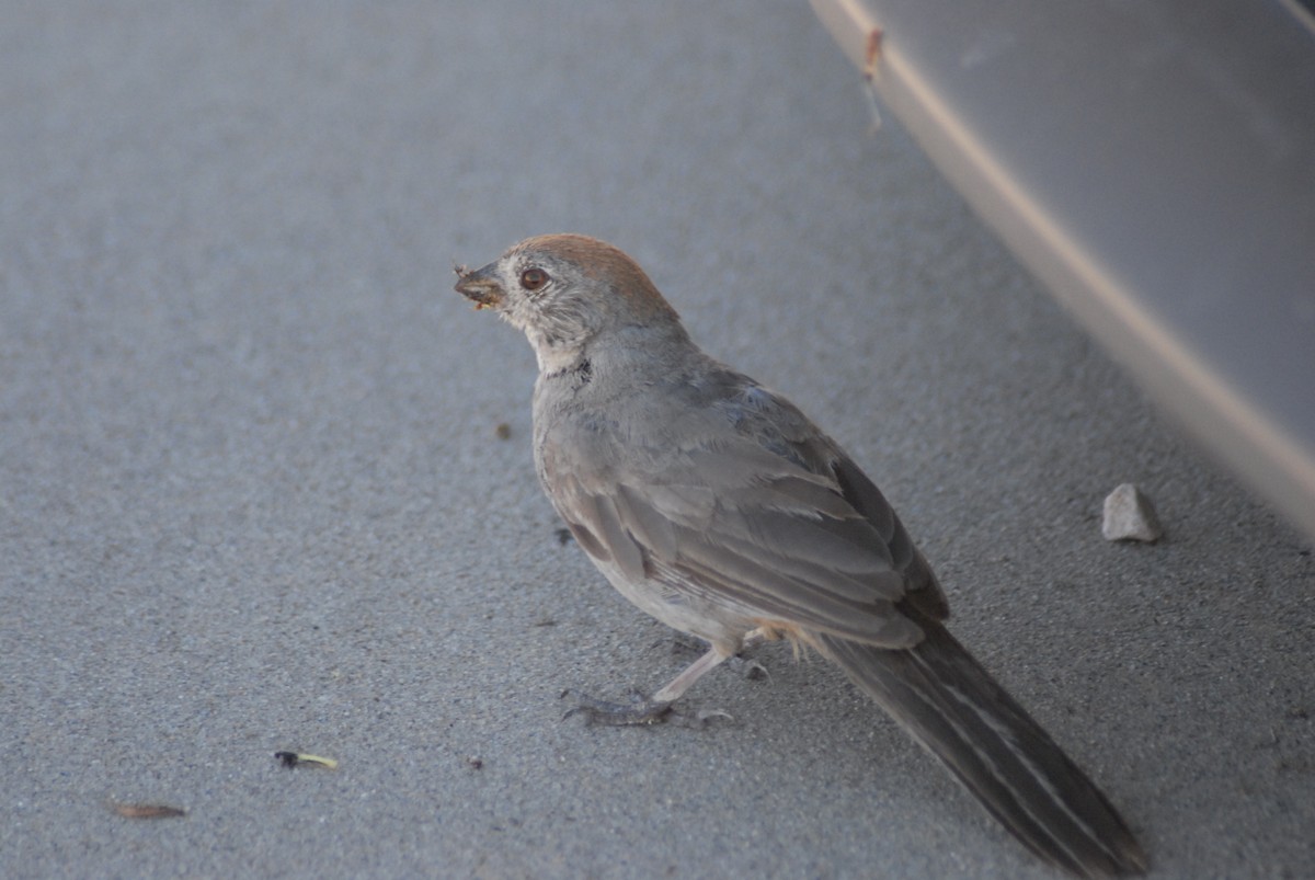 Canyon Towhee - ML407725961