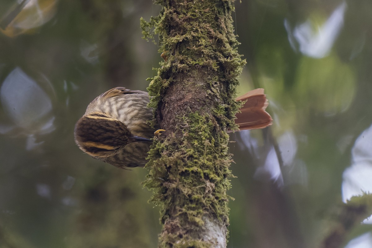 Sharp-billed Treehunter - ML407726061