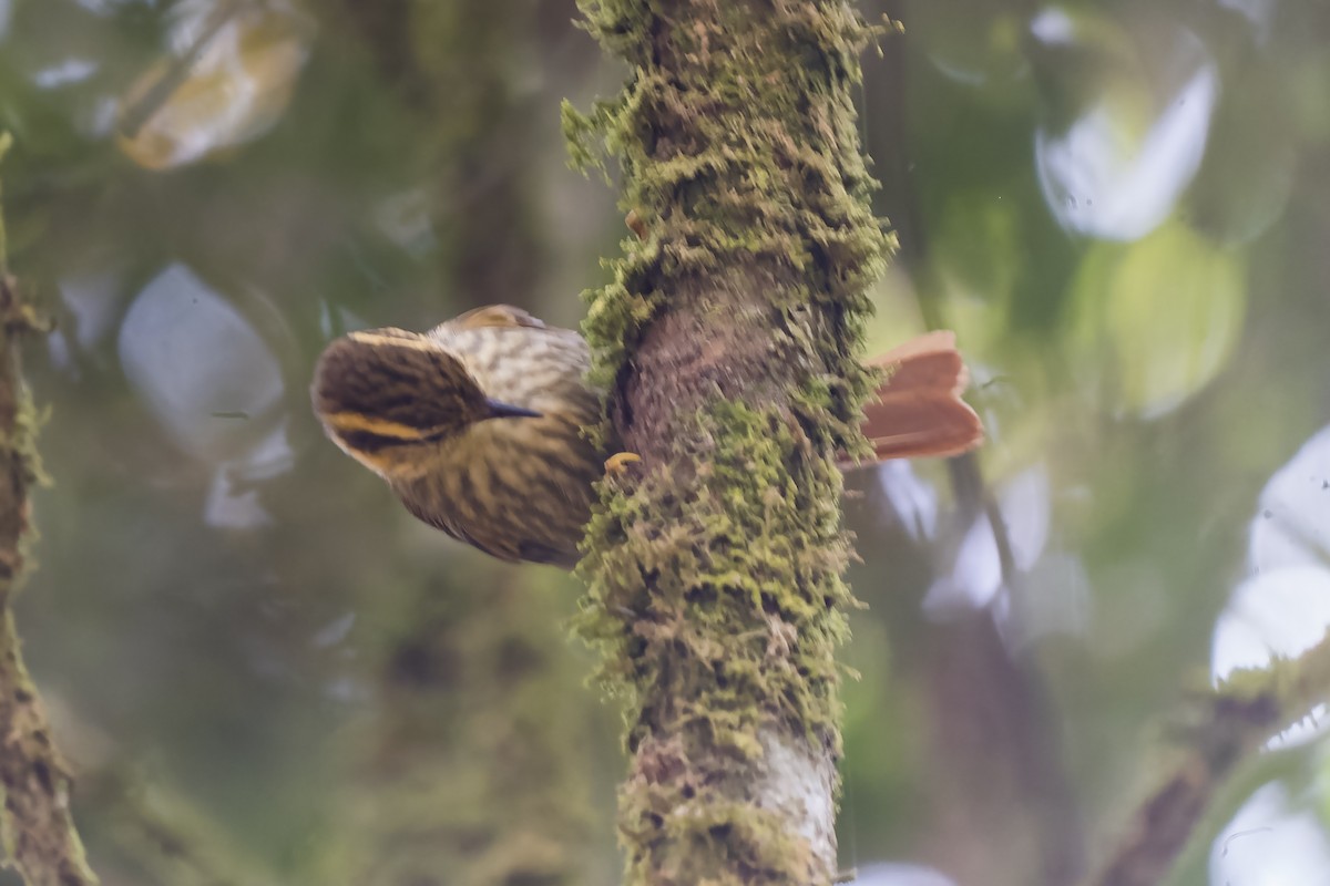 Sharp-billed Treehunter - ML407726071