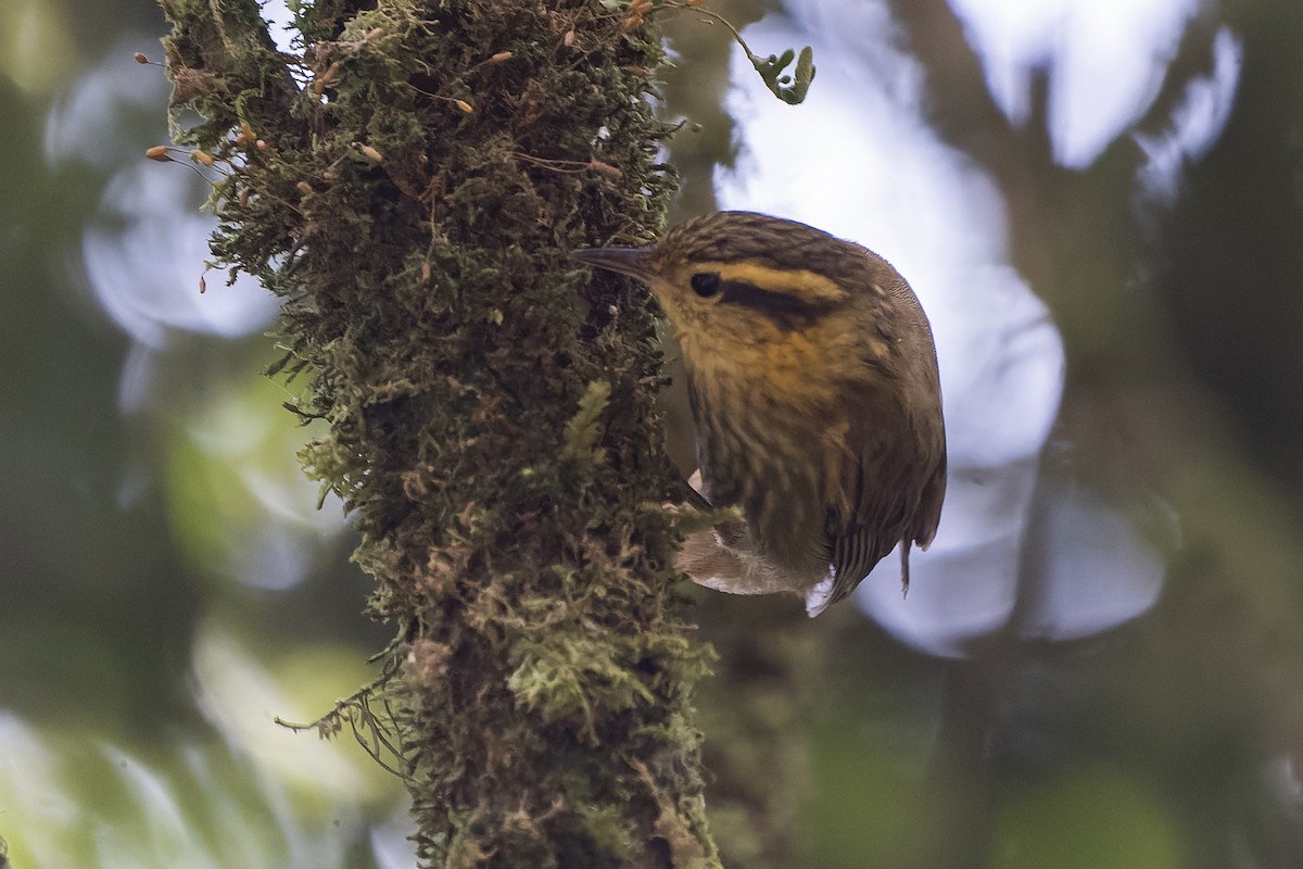 Sharp-billed Treehunter - ML407726091