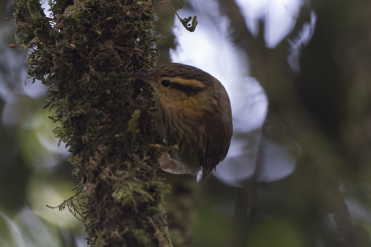 Sharp-billed Treehunter - ML407726131