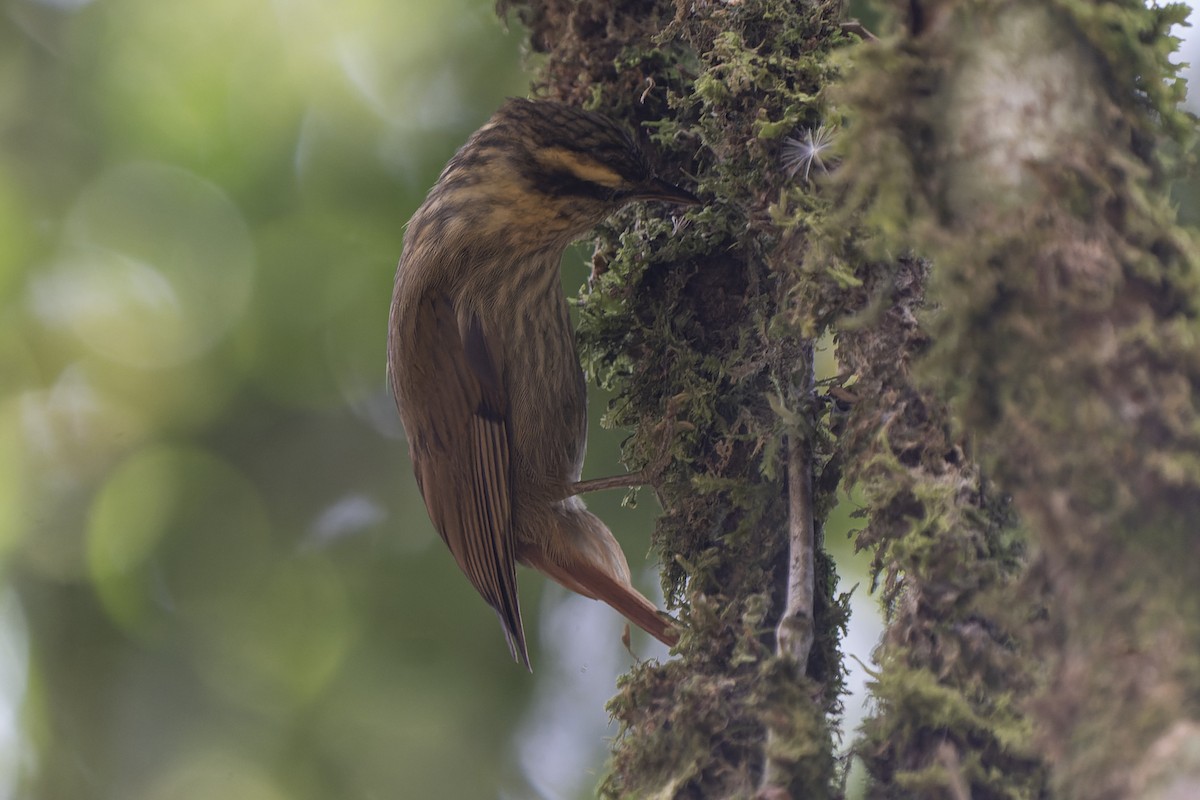 Sharp-billed Treehunter - ML407726161