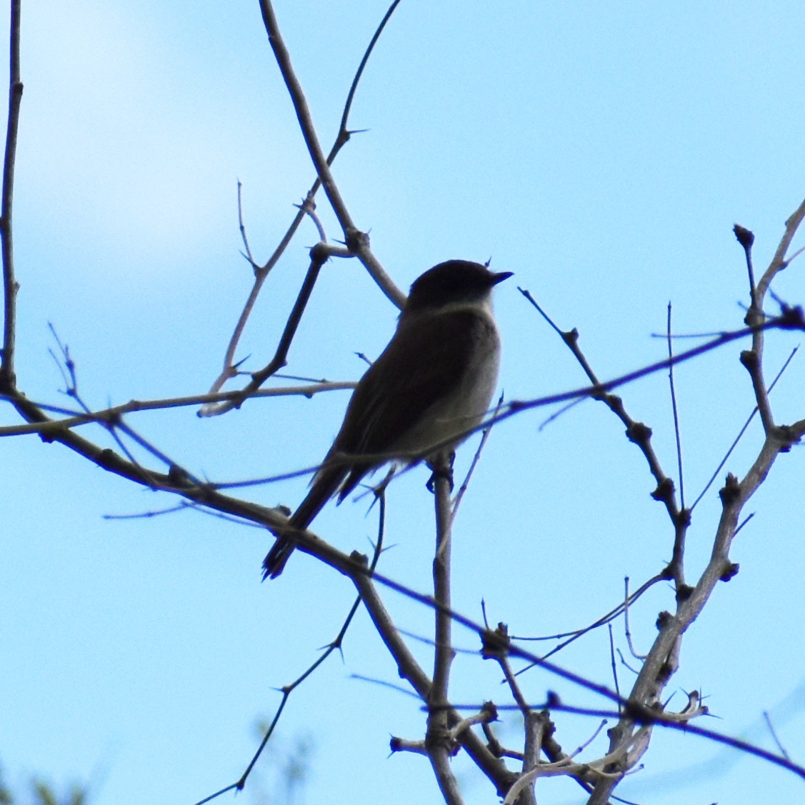 Eastern Phoebe - ML407726961