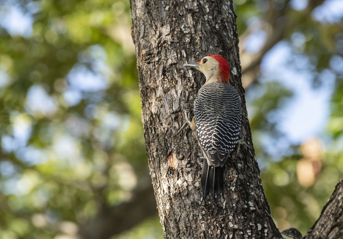 Golden-fronted Woodpecker - ML407728381