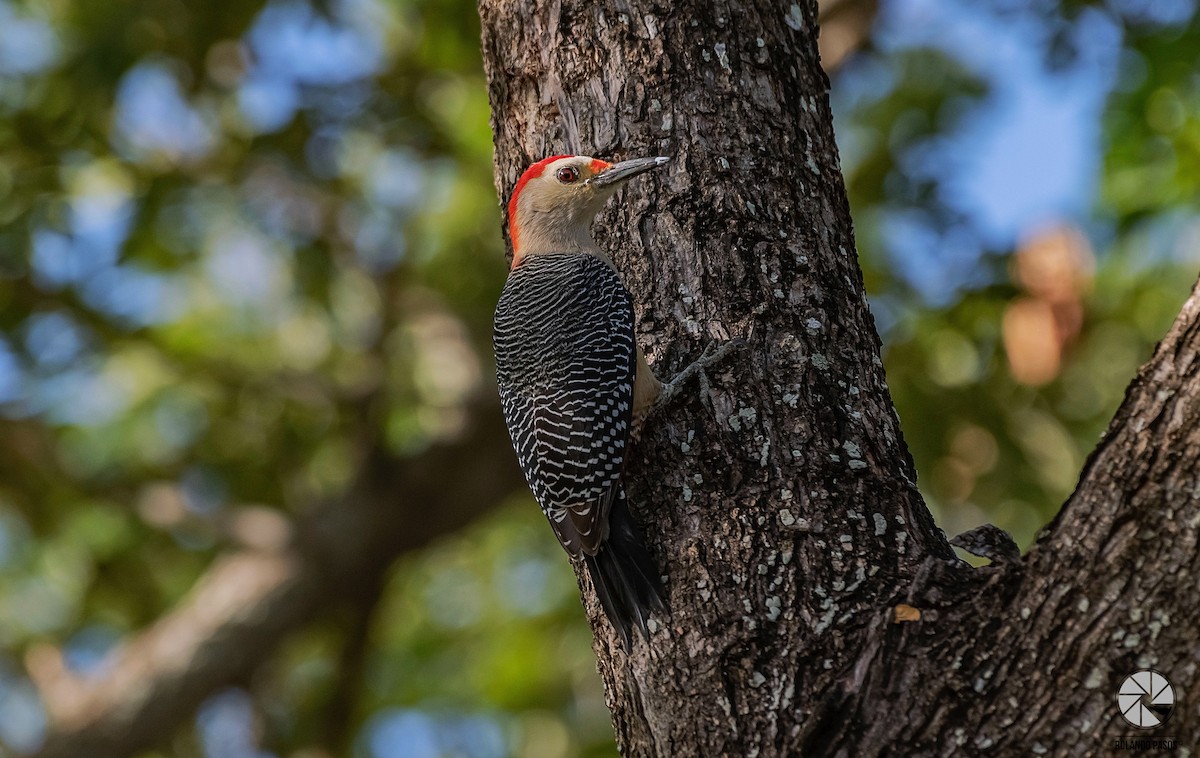 Golden-fronted Woodpecker - ML407728391