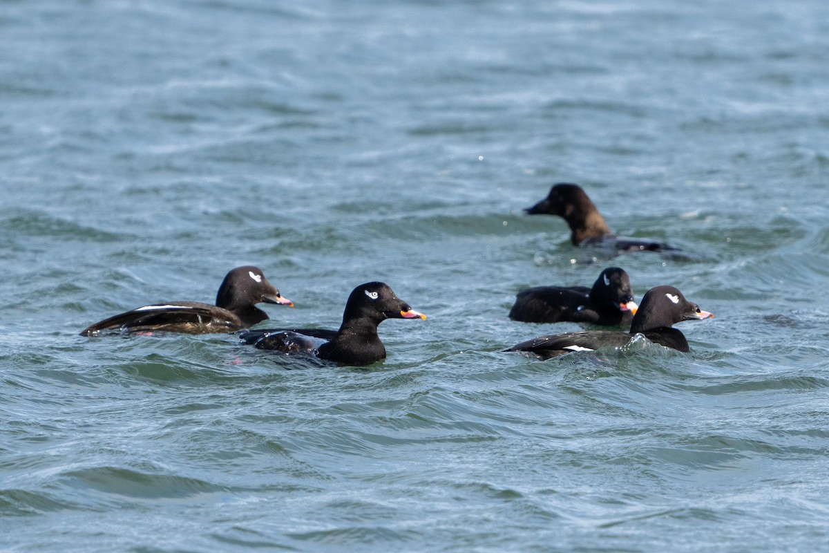 White-winged Scoter - Mass Audubon North Shore