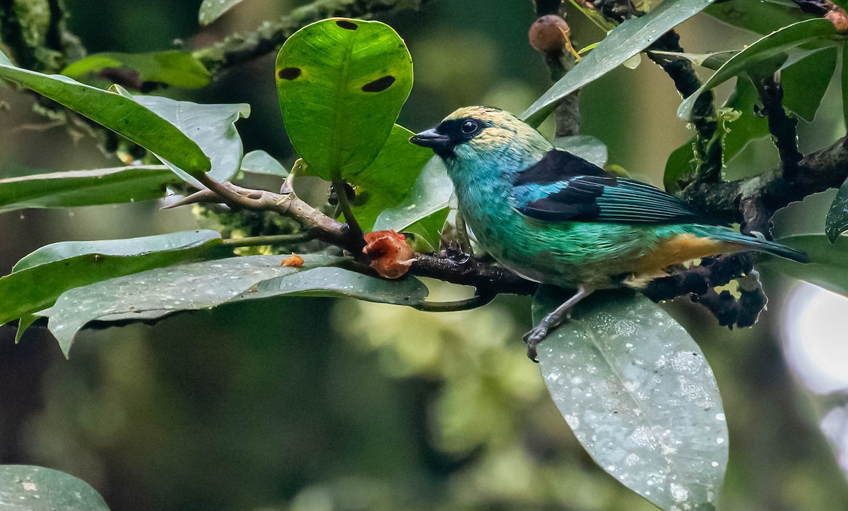 Metallic-green Tanager - ML407729271