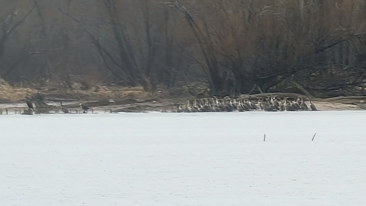 Double-crested Cormorant - ML407729481