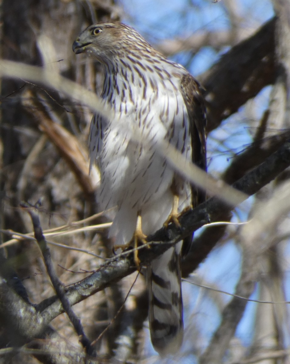 Cooper's Hawk - ML407730331
