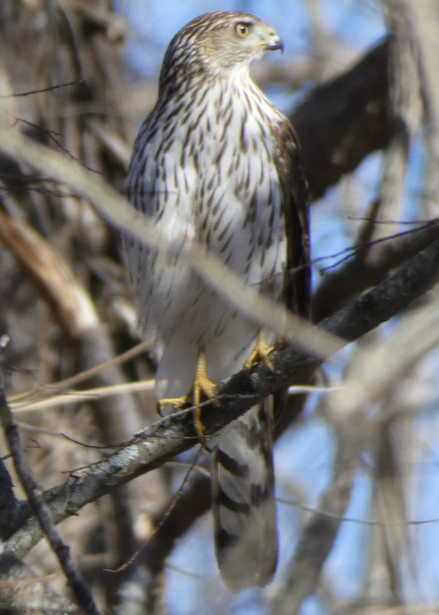 Cooper's Hawk - ML407730341