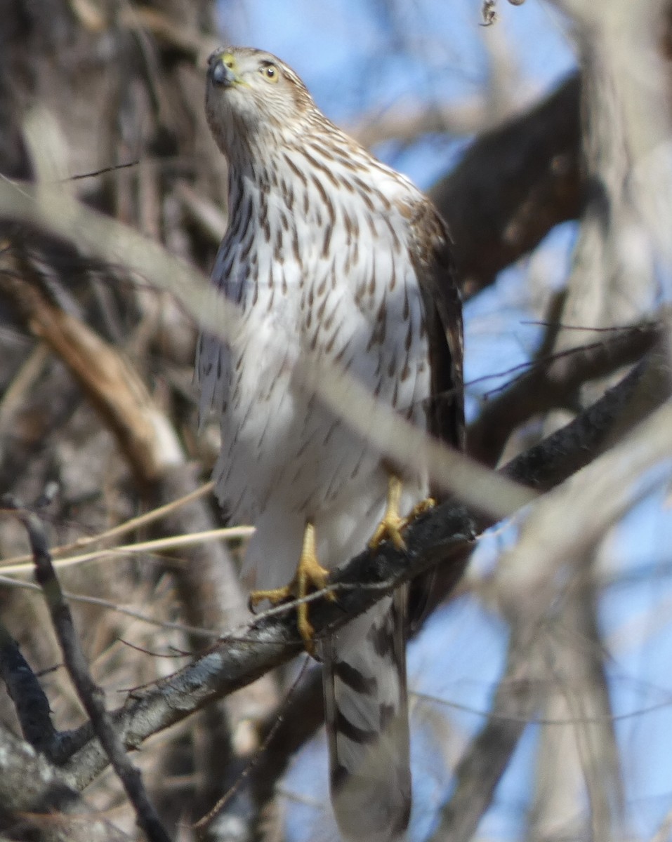 Cooper's Hawk - ML407730351