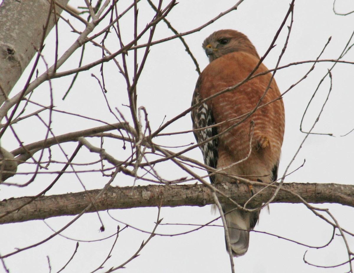 Red-shouldered Hawk - ML407731151