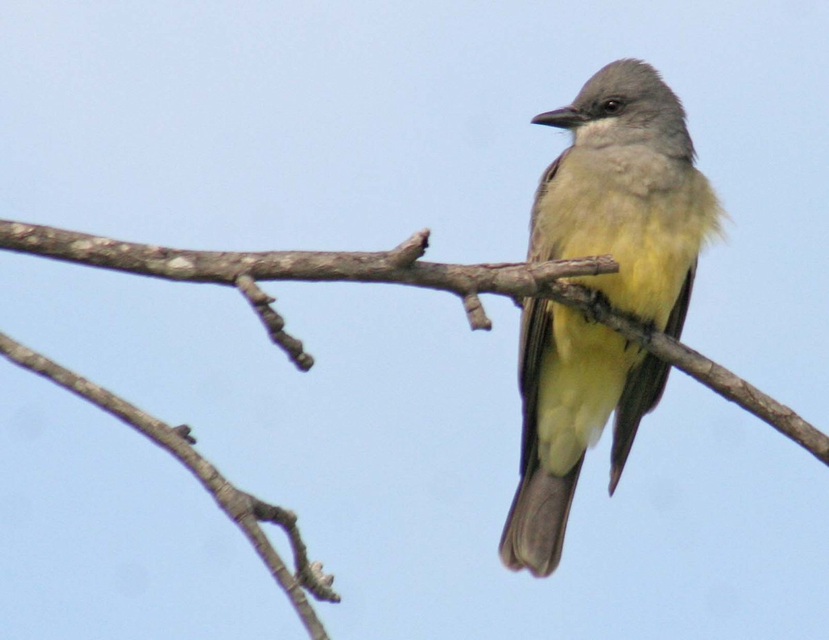 Cassin's Kingbird - ML407731381