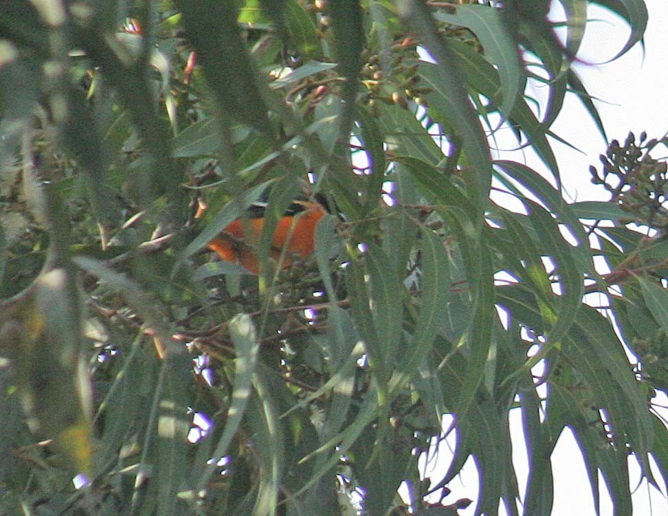 Baltimore Oriole - ML407731651