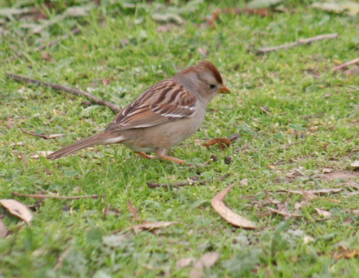 Bruant à couronne blanche - ML407731671