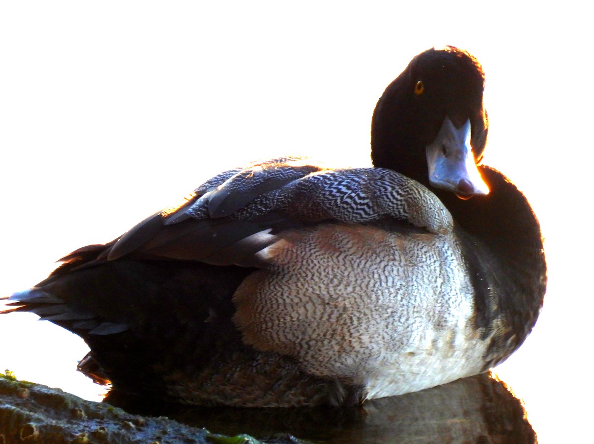 Lesser Scaup - ML407733151