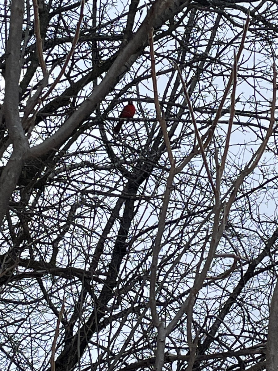 Northern Cardinal - ML407733281