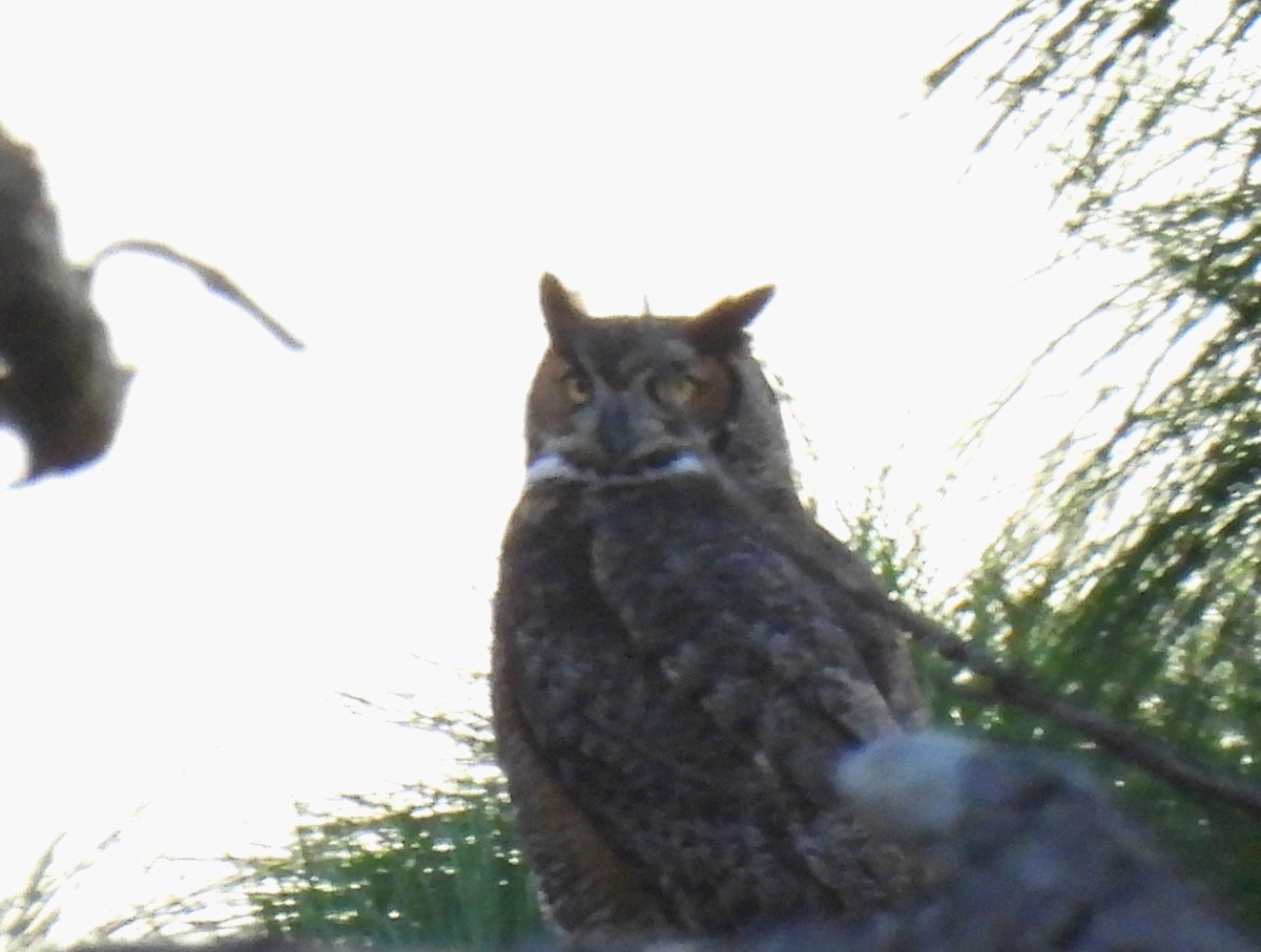 Great Horned Owl - ML407733401