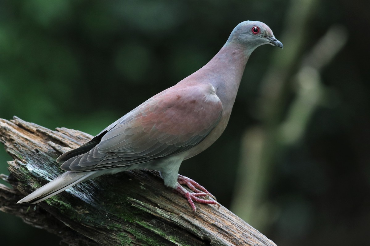 Pale-vented Pigeon - ML407733821