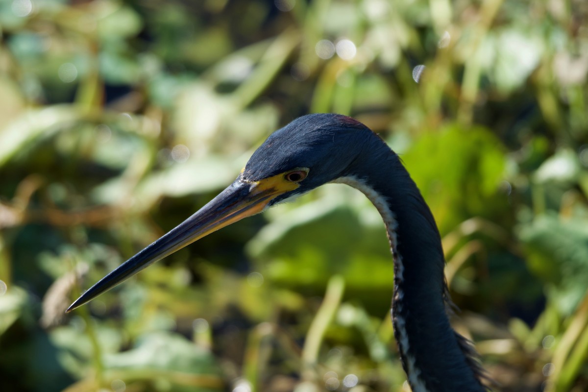 Tricolored Heron - ML407733941