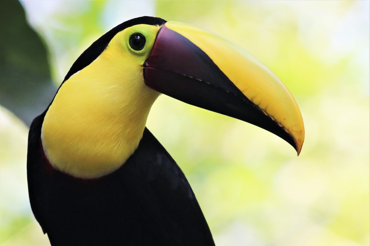 Yellow-throated Toucan - ML407734211