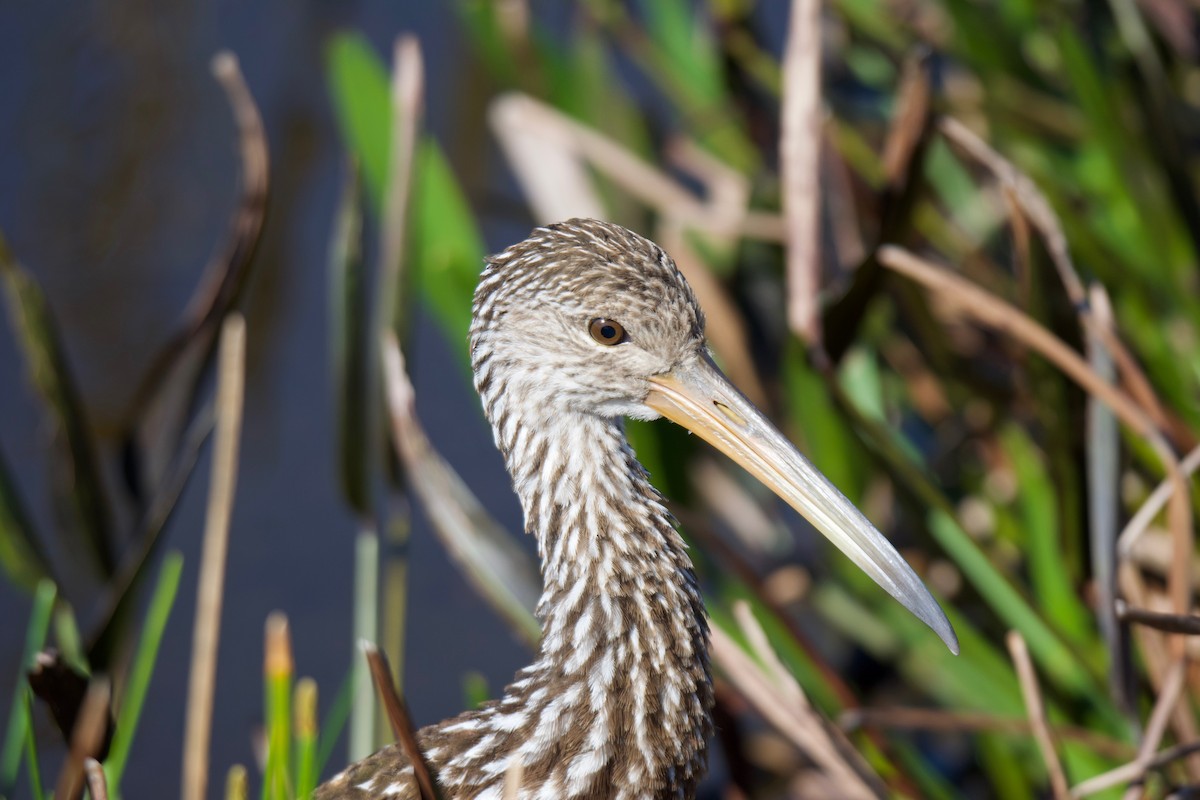 Limpkin (Speckled) - ML407734631