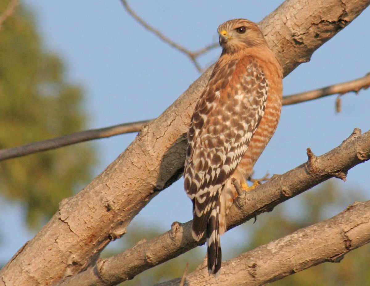 Red-shouldered Hawk - ML407735081