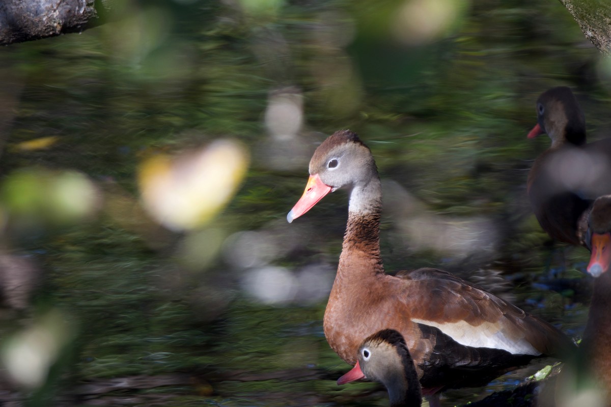 Black-bellied Whistling-Duck (fulgens) - ML407735111