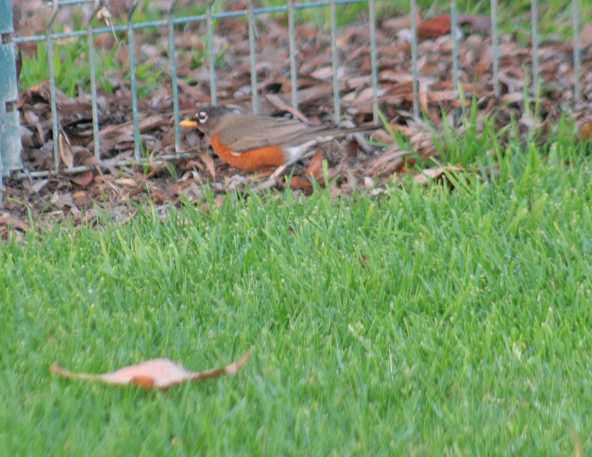 American Robin - john fitch