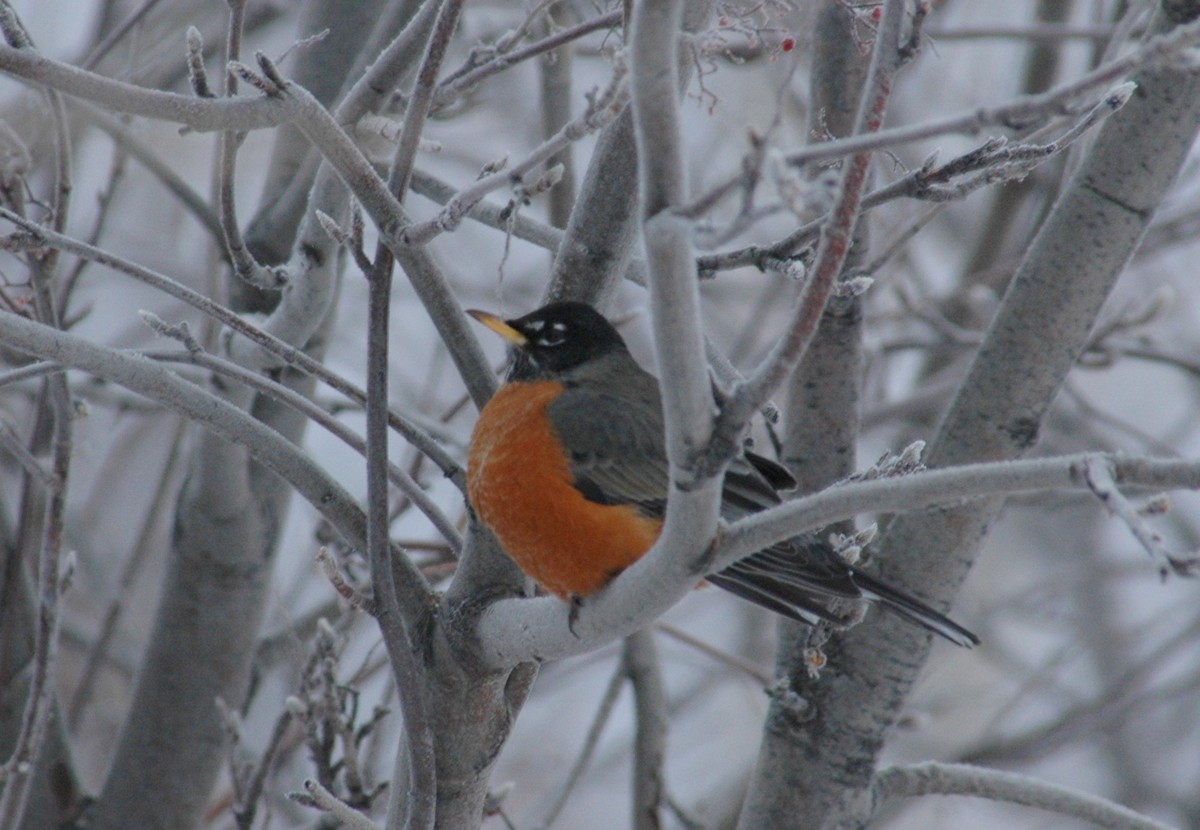 American Robin - Douglas Tate