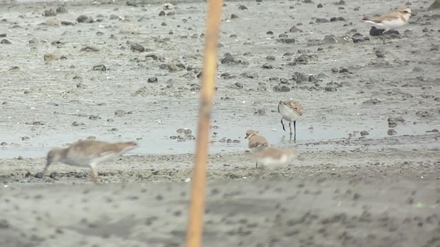 Хар элсэг - ML407735651