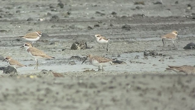 Dunlin - ML407735661