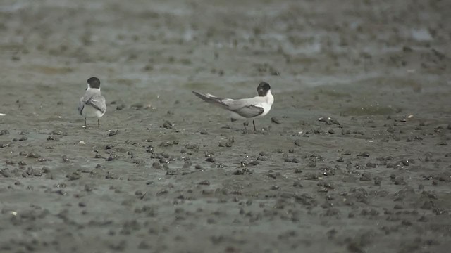 Хурган хараалай - ML407736071