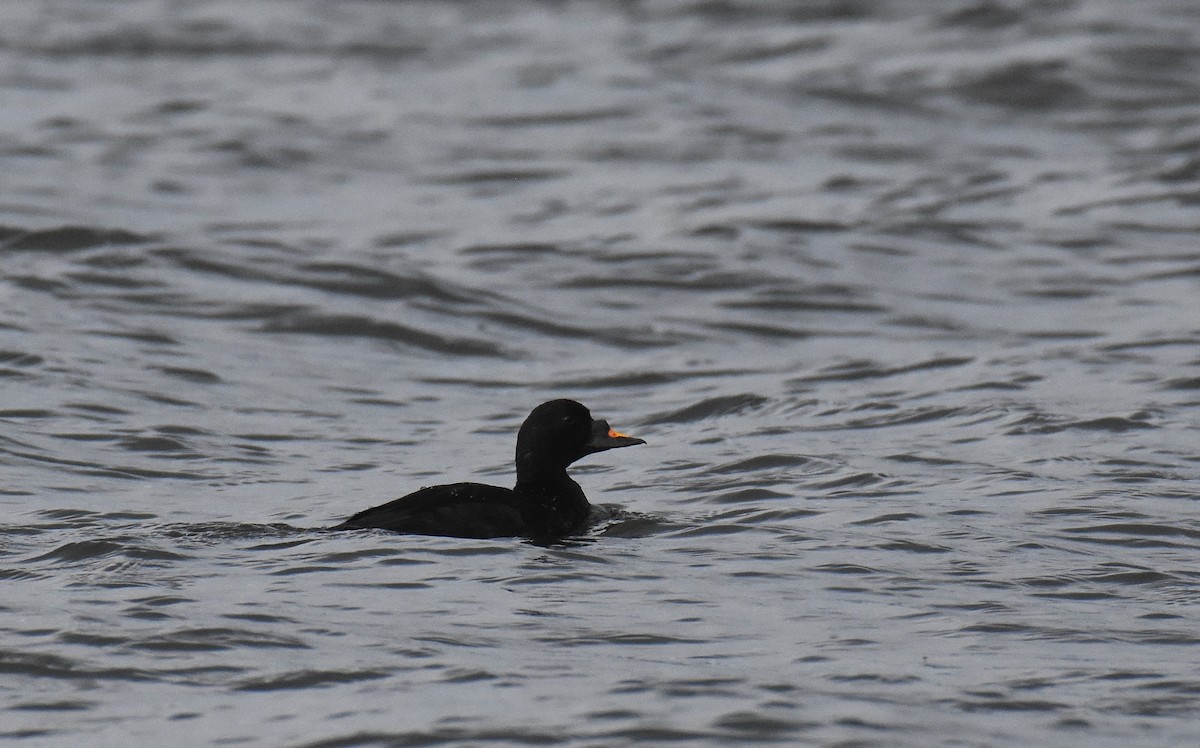 Common Scoter - ML40773611