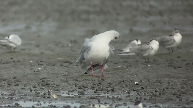 Хүрэн толгойт цахлай - ML407736161