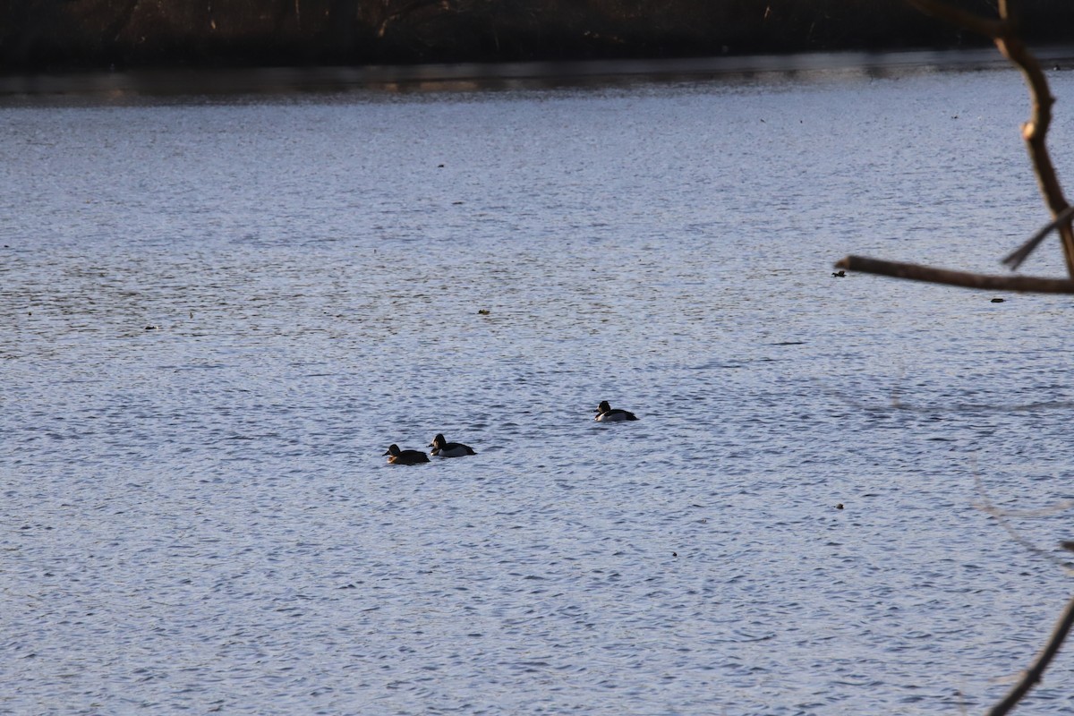 Ring-necked Duck - ML407736491