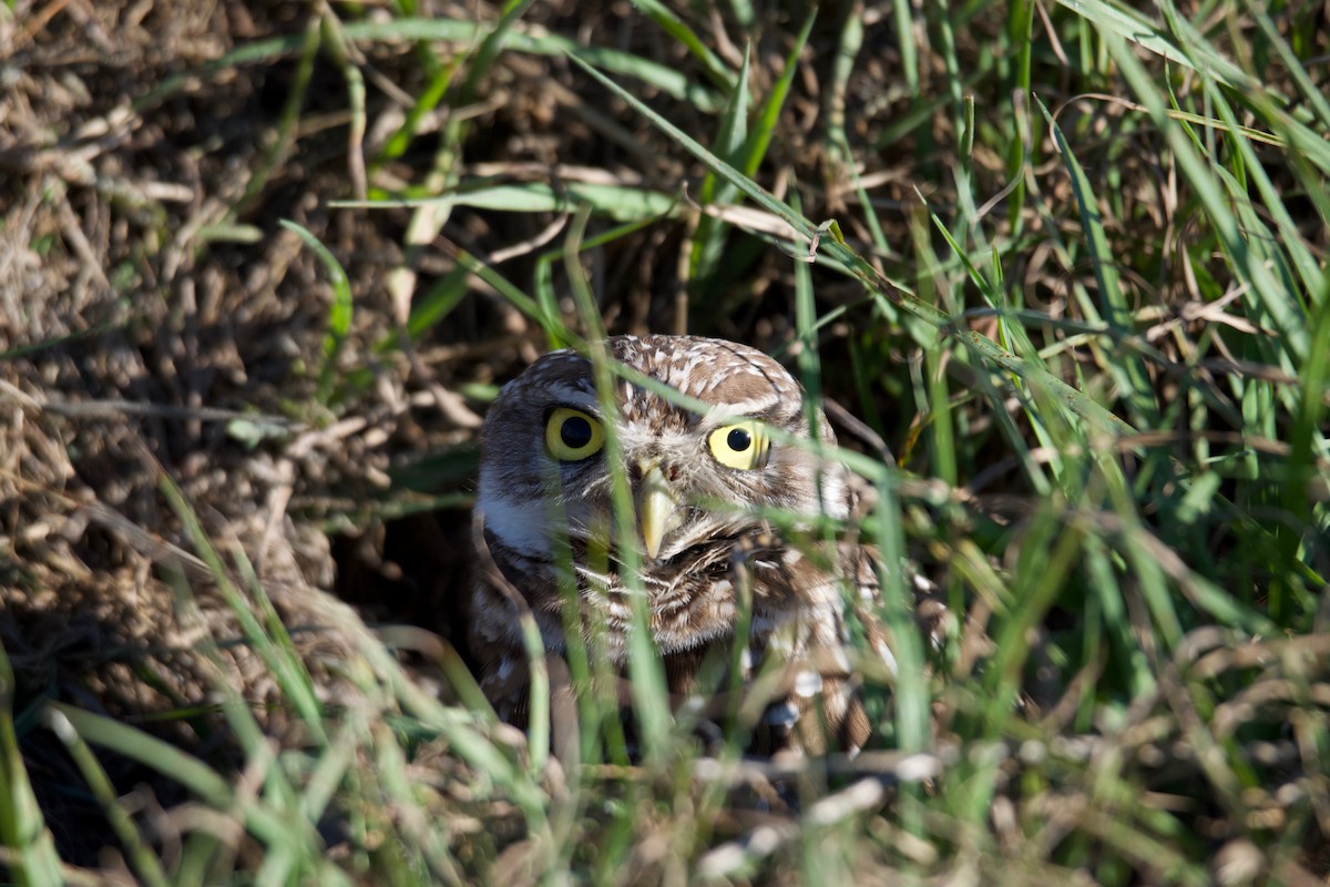 Burrowing Owl (Florida) - ML407736551