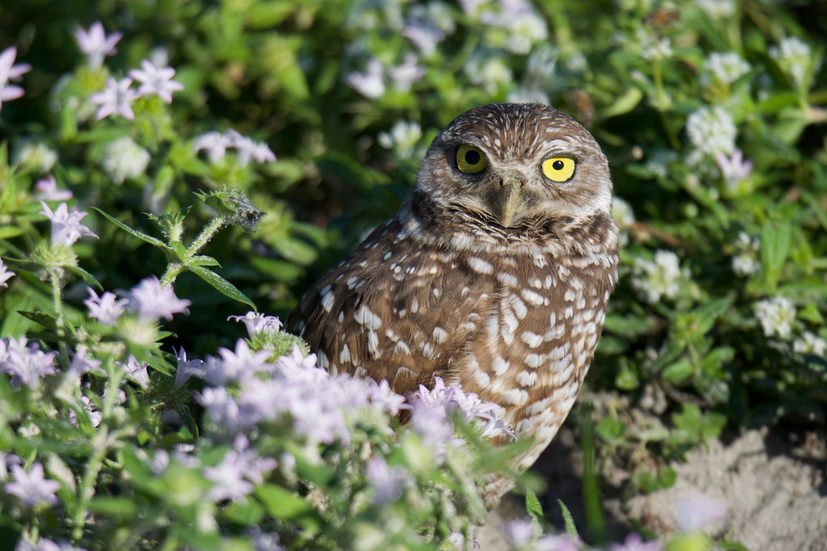 Burrowing Owl (Florida) - ML407736581