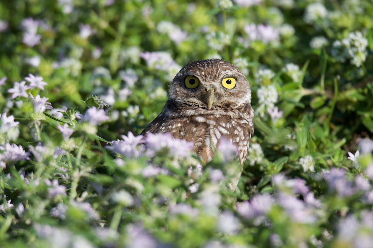 Burrowing Owl (Florida) - ML407736641