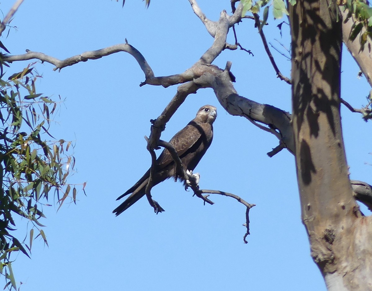 Black Falcon - ML407737081