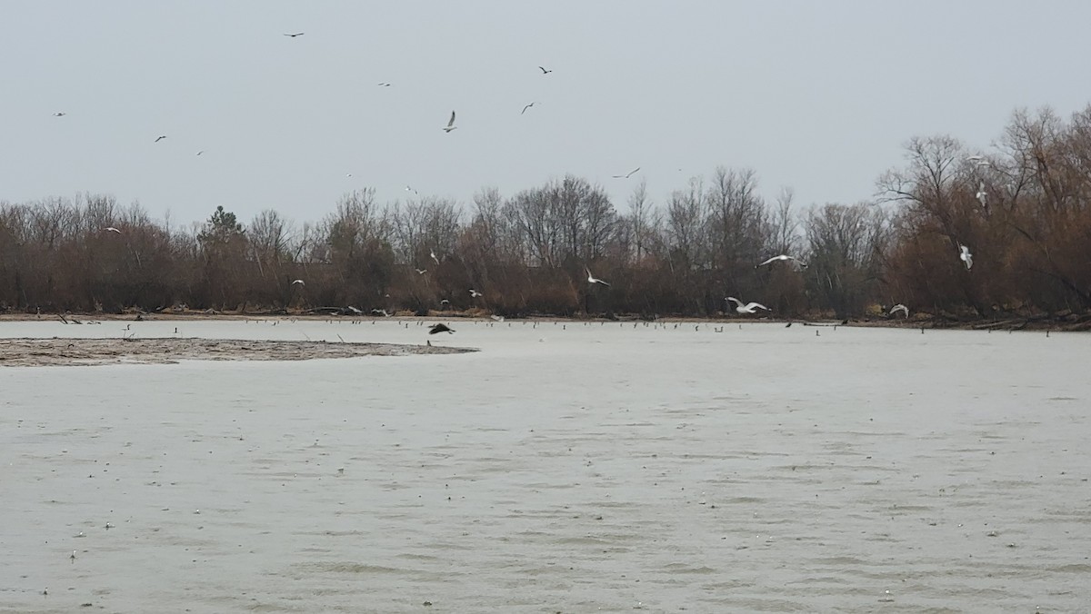 Ring-billed Gull - ML407737241