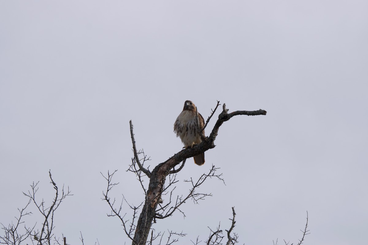 Red-tailed Hawk (borealis) - ML407737541