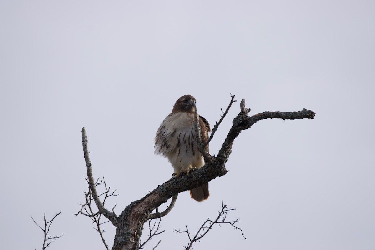 Red-tailed Hawk (borealis) - ML407737581