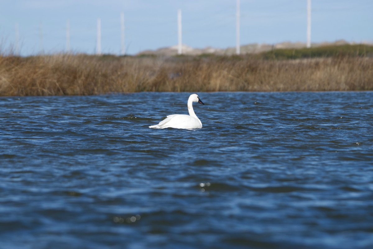 labuť malá (ssp. columbianus) - ML407737781