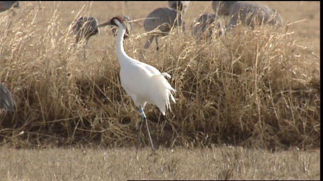 Whooping Crane - ML407739