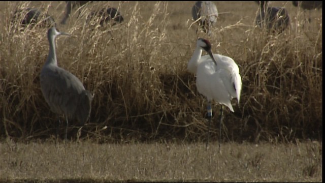 Whooping Crane - ML407740