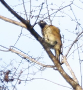 Golden-olive Woodpecker - ML407740771