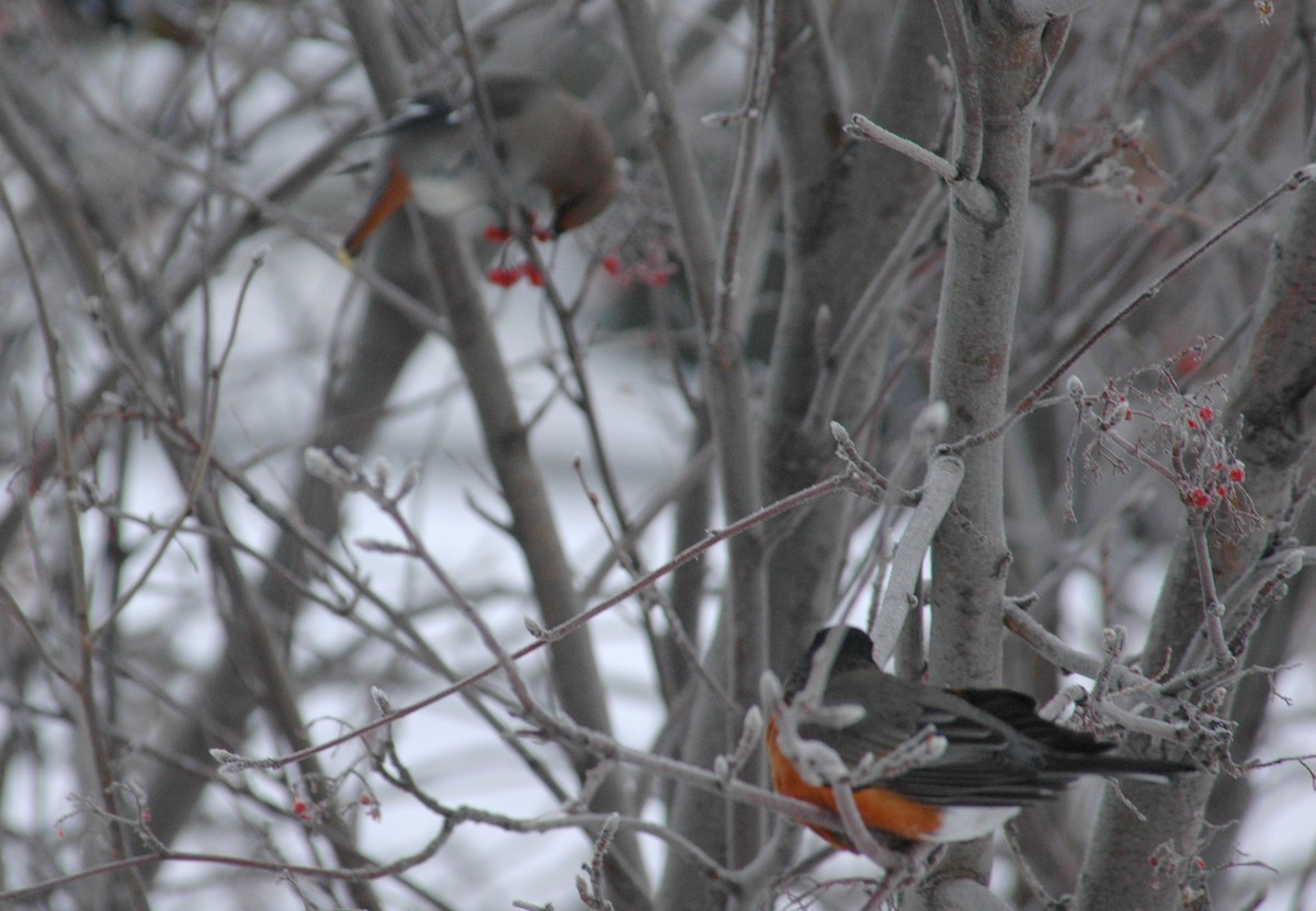 American Robin - ML40774111