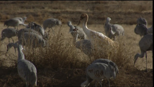 Whooping Crane - ML407742